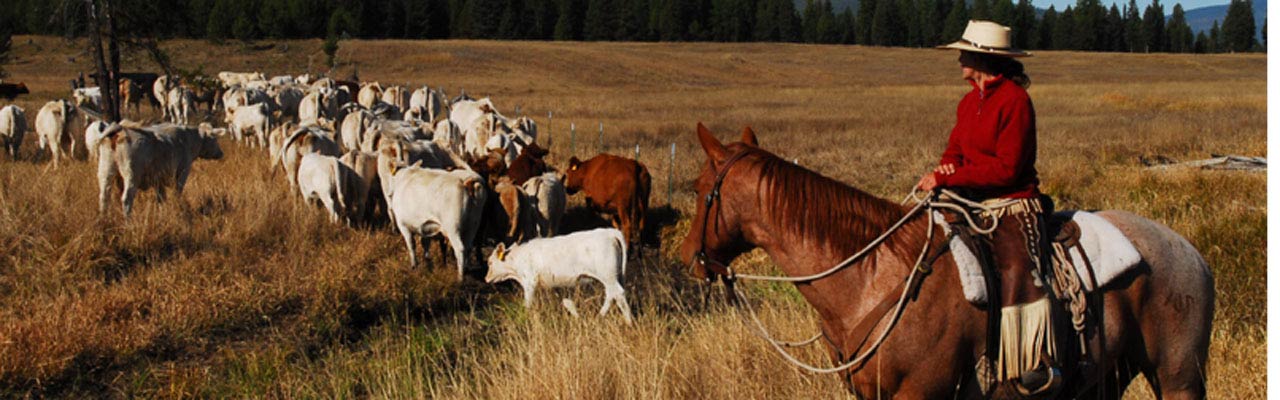 Ethologie et équitation éthologique - Voyages à cheval et stages par Randocheval